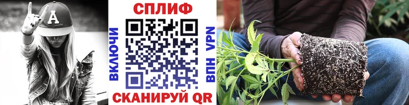 Бошки Шишки MAZAR  Пионерский 